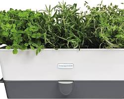 Image of SelfWatering Herb Garden Kit, Amazon UK