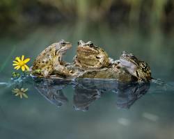 frog in a pondの画像