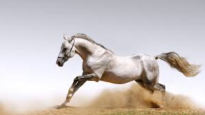  الخيول التركيه من اجمل خيول العالم Images?q=tbn:ANd9GcQPl2c5inyLMR1R8zvQwTjKw0A4Xh1OendlOwnuulyd8vEEYBNxHg