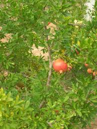 Image result for al-qaeda tranny anime