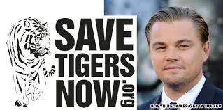 Save Tigers Now. From the mangroves of India to the edge of the Siberian Taiga down to the island of Sumatra, DiCaprio will travel to witness the shrinking ... - Tiger