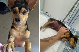 Pitbull mata pinscher, deixa tutora com feridas pelo corpo na Baixada Santista e mulher passa por tratamento; VÍDEO