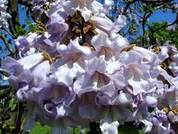 Image result for "Foxglove Tree"