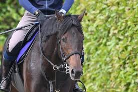 【宝塚記念・生情報】有馬記念以来のミュージアムマイルに戻ってきた闘志「良くなっていると感じます」（東スポ競馬）