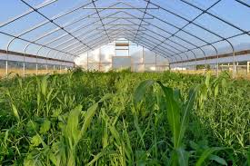 GREENHOUSE VEGETABLES ile ilgili görsel sonucu