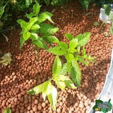 Image result for health benefits of longevity spinach