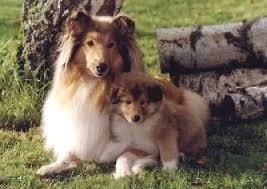 R&eacute;sultat de recherche d'images pour 