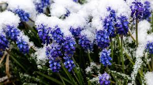 Eisheilige und Bauernregeln: Warum Gärtner jetzt Geduld brauchen