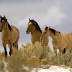 BLM illegally sold thousands of wild horses for slaughter: report