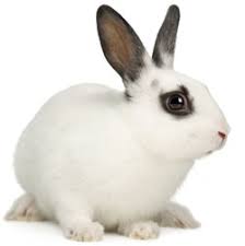 Image result for RABBIT