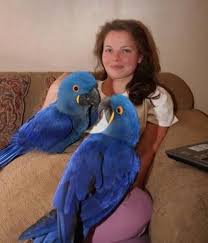 Image result for baby macaw parrot for sale