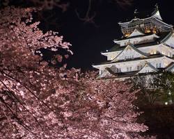 大阪城公園の桜の画像