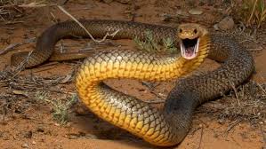 Snake bite victims urged not to bring snakes with them to the hospital - ABC News