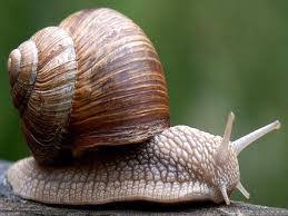 Image result for snails breeds
