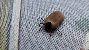 Castor Bean Tick | MarkEisingBirding