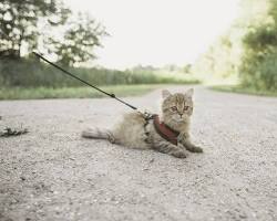 Cat walking on a harness and leash in a parkの画像