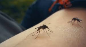 Health de­partment says there are now 134 dengue fever cases in Hills­borough County; 1 death confirmed