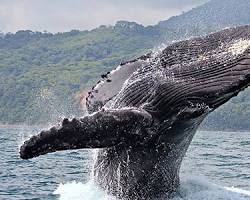 Image de Baleines à bosse en Colombie