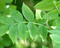 Image de Fraxinus excelsior leaves