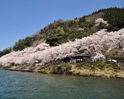 海津大崎の桜の画像