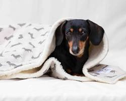 Stylish dog blanketsの画像