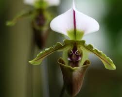 Kết quả h&igrave;nh ảnh cho hoa đẹp c&oacute; h&igrave;nh d&aacute;ng kỳ lạ