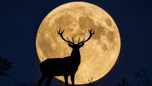 ¿Por qué la luna llena de julio se llama Luna de Ciervo? Significado de su origen y todos los nombres que reci