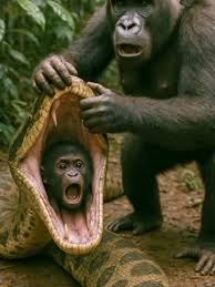 Gorilla Rescues Baby from Crocodile Encounter | TikTok
