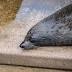 seal still squatting on Opera House stairs one year on