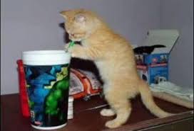 images?q=tbn:ANd9GcQQdZK7wBBDZxXXPlA93djoOmAD82XAQ0QASyKh-ZxKGL2nZvFn5w