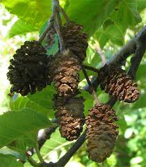 Image result for alder leaves