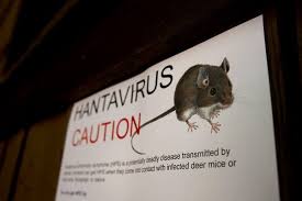 ‘You Just Can’t Get the Air In’: How Hantavirus Turns Deadly