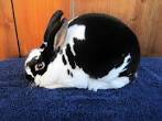 Mini rex rabbits