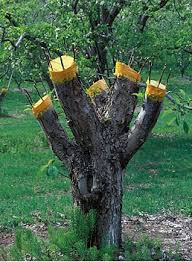 Résultat de recherche d'images pour "tree trunk repair grafts"