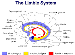 Risultati immagini per sistema limbico