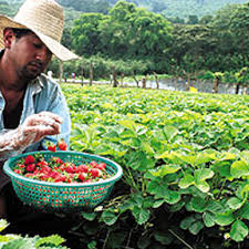 Resultado de imagen de imagenes de productos fresas