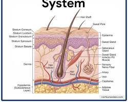 Integumentary System Diagram 1