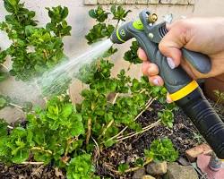Image of Garden hose with spray nozzle spraying water