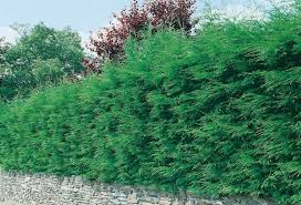 Risultati immagini per sempreverde