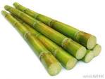 SKIL - How Sugar Cane Is Made