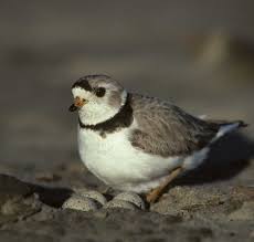 Resultado de imagen de Audubon Society