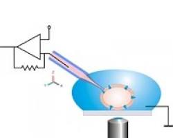 Image of Micropipettes for patch clamping