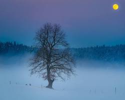 Image of full moon rising above a snowy forest