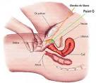 L orgasme fminin partie : Le point G -