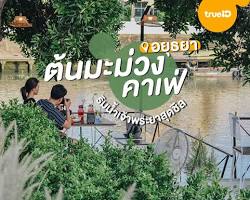 Image of ต้นมะม่วงคาเฟ่