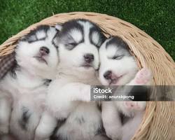 Image of Husky Puppy Napping in a Basket