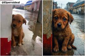 El - 🥺 ESTABA SOLO 🐾💔 Bajo la lluvia, el cachorro se ...