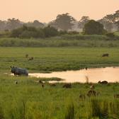 Kaziranga National Park