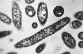 Third person dies amid NYC Legionnaires’ outbreak, officials say