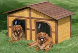 Image result for Cómo vivir en un hogar con varios perros